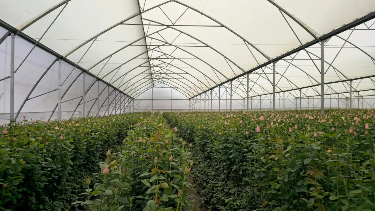 汉派中文网在线汉语培训平台的交互技术应用与优化
